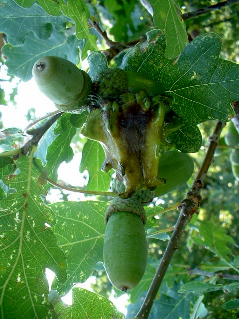 Galle: Andricus quercuscalicis e A. kollari